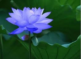 Lotus Flower