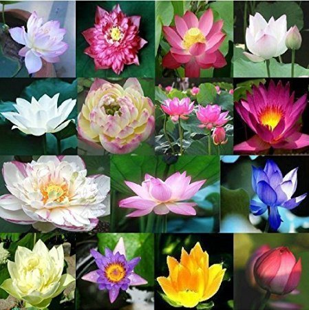 Lotus Colors