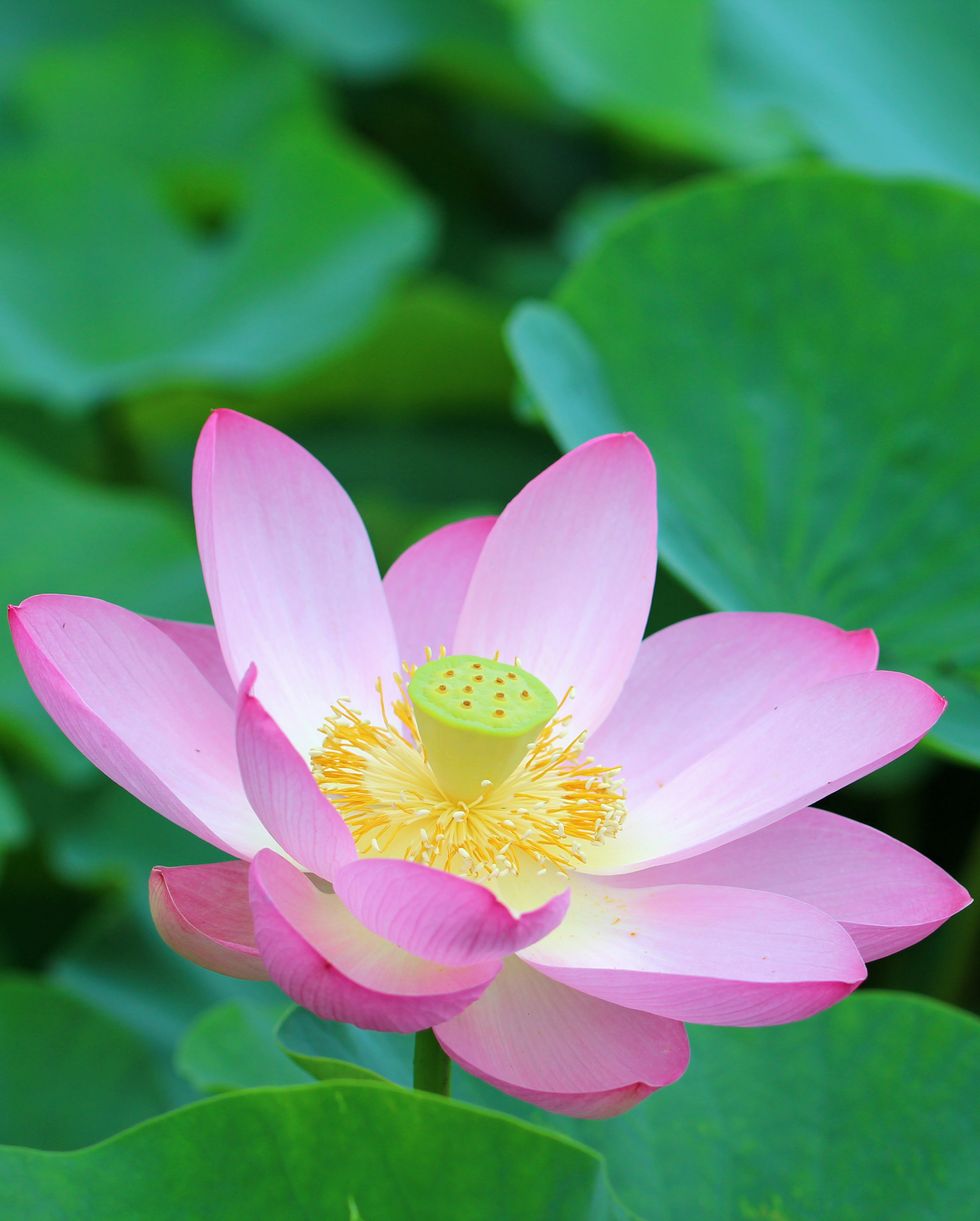 Lotus Flower